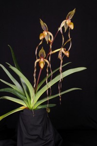 Paph. Colonel Sanders Sunset Valley Orchids AM 85 pts.